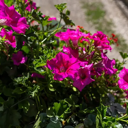 Mojca's Magical Farm Bohinj