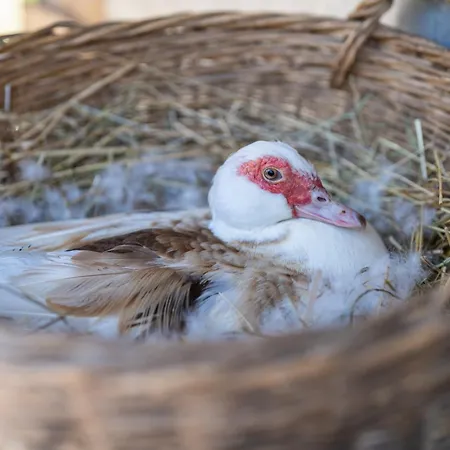 Mojca's Magical Farm * Bohinj