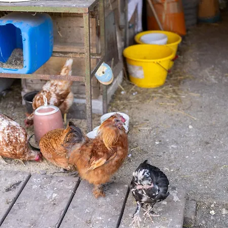 Mojca's Magical Farm Bohinj