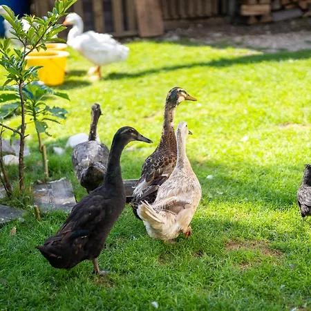 Mojca's Magical Farm Apartamento *