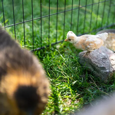 Apartamento Mojca's Magical Farm Bohinj