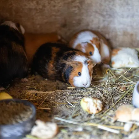Mojca's Magical Farm * Bohinj