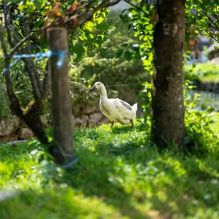 Apartamento Mojca's Magical Farm *