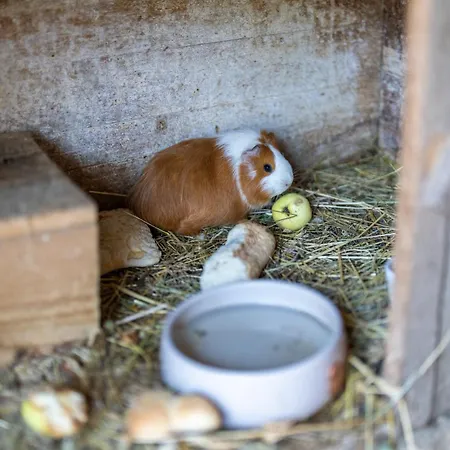 Mojca's Magical Farm Apartamento *