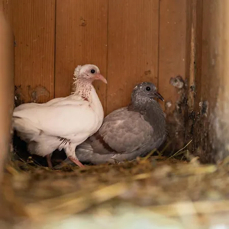 Apartamento Mojca's Magical Farm Bohinj
